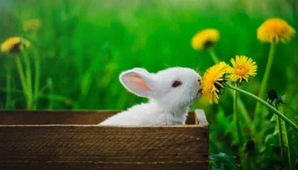 爱游戏体育APP下载-南安普顿锋线新援表现出色，南安普顿中锋